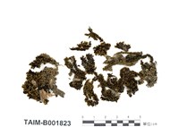 藏品(簑苔屬)的圖片